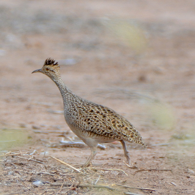 Brushland Tinamou